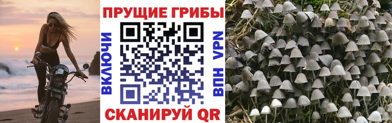 дарк нет Telegram  Морозовск  Галлюциногенные грибы прущие грибы  где можно купить наркотик 